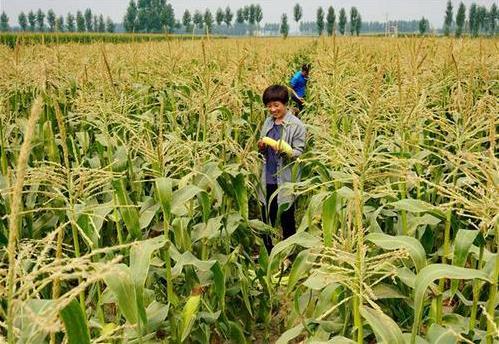 三部委：將水稻、玉米、小麥三大糧食作物制種納入中央財政農(nóng)業(yè)保險保險費補貼目錄