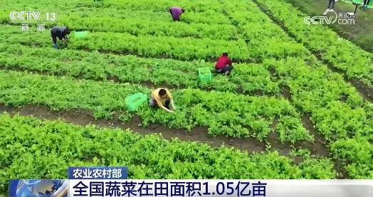 據(jù)農(nóng)業(yè)農(nóng)村部農(nóng)情調(diào)度，目前全國蔬菜在田面積1.05億畝，同比增加90多萬畝